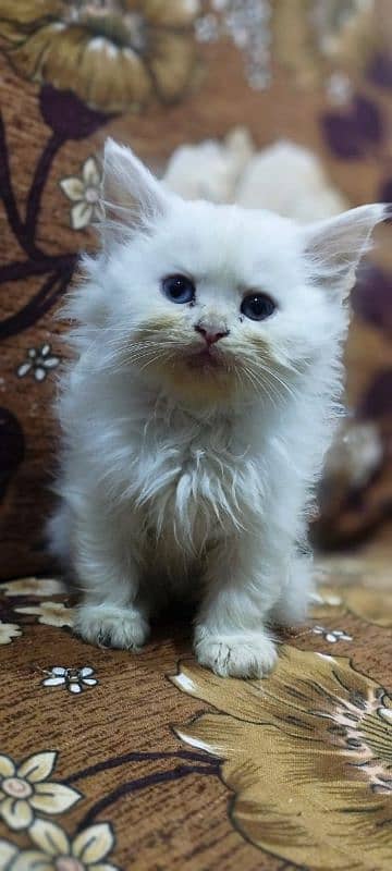 Beautiful Persian kittens available. 3