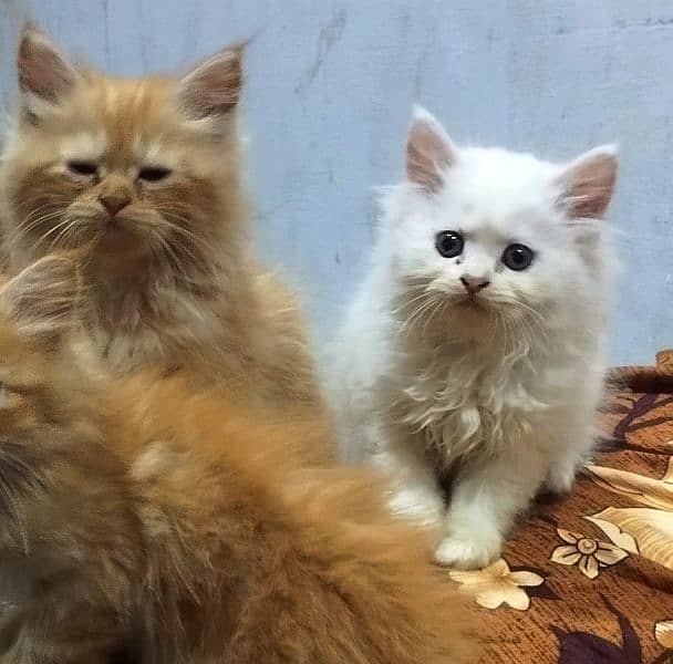 Beautiful Persian kittens available. 4