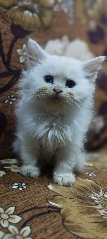 Beautiful Persian kittens available. 5