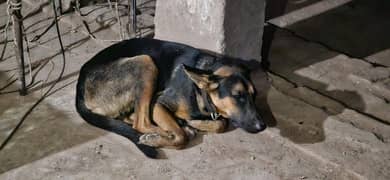 security dog healthy and vaccinated