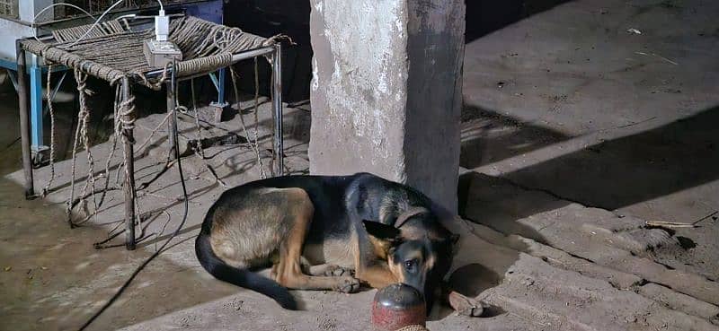 security dog healthy and vaccinated 1