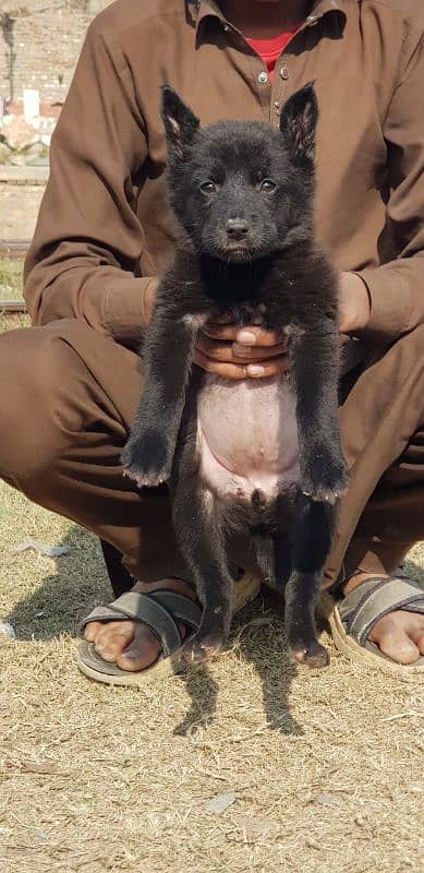 German black shepherd female available for sale 0