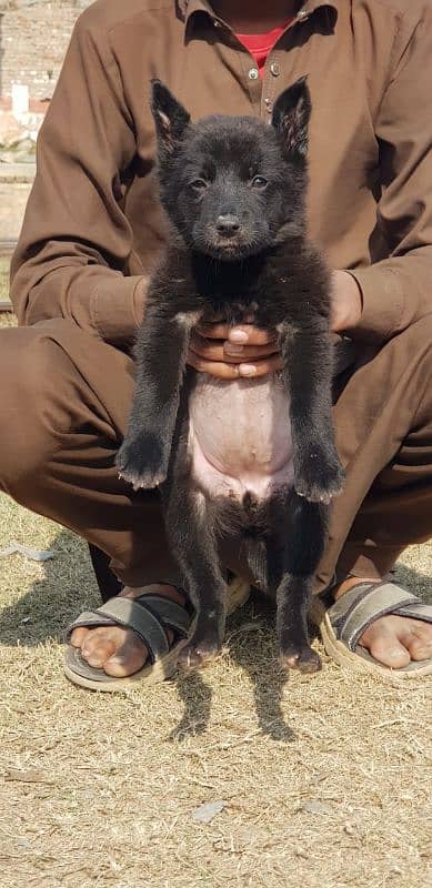 German black shepherd female available for sale 1