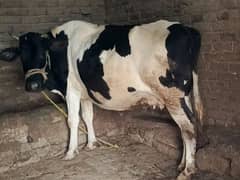 Cow