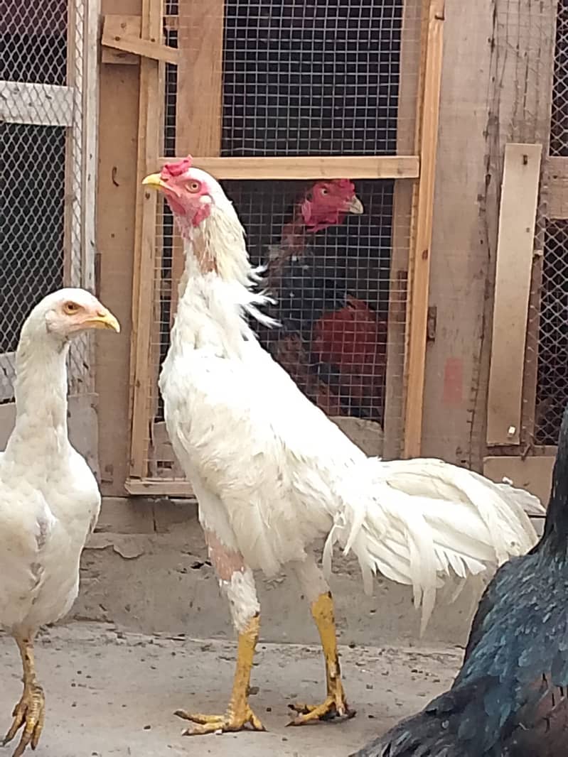 Heera Pair For Sale 0