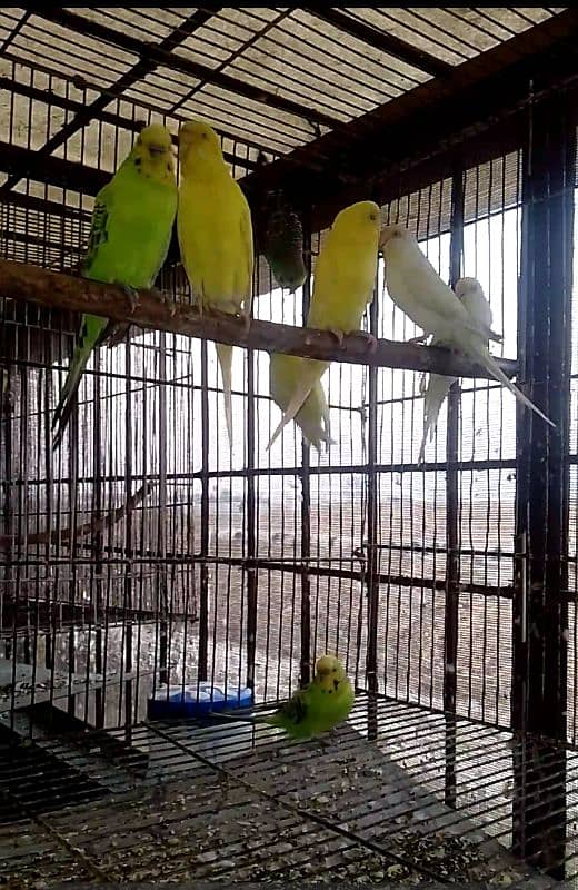 all birds for sale 0