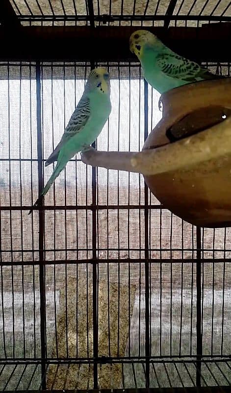 all birds for sale 3