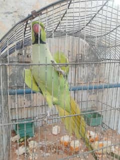 male parrot with cage for sale