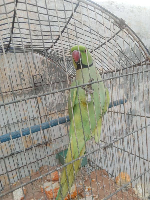 male parrot with cage for sale 1