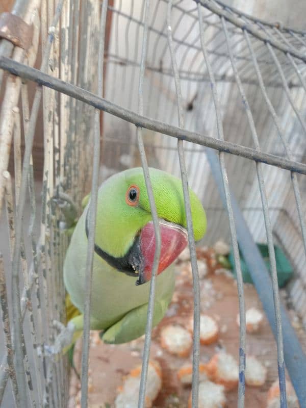 male parrot with cage for sale 2