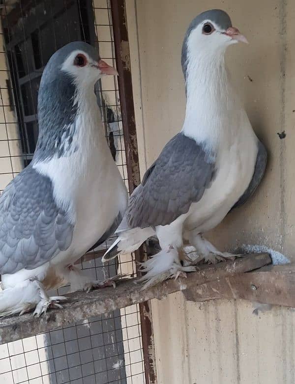 Lahori sherazi Breeder pair 0