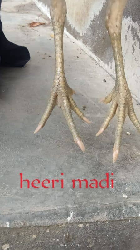 Heera madi For sale 6