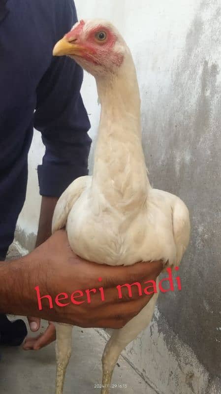 Heera madi For sale 8