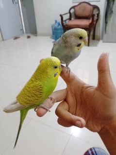 fully handtame budgie