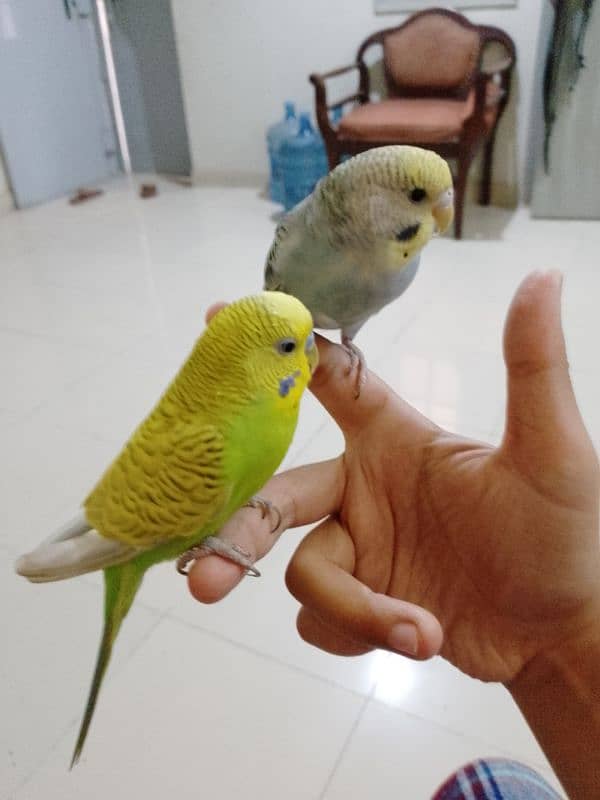 fully handtame budgie 0