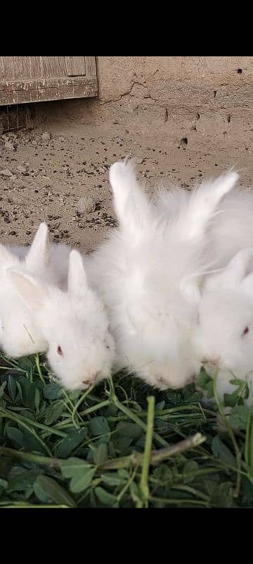 white English rabbits 10000rs per pair 0