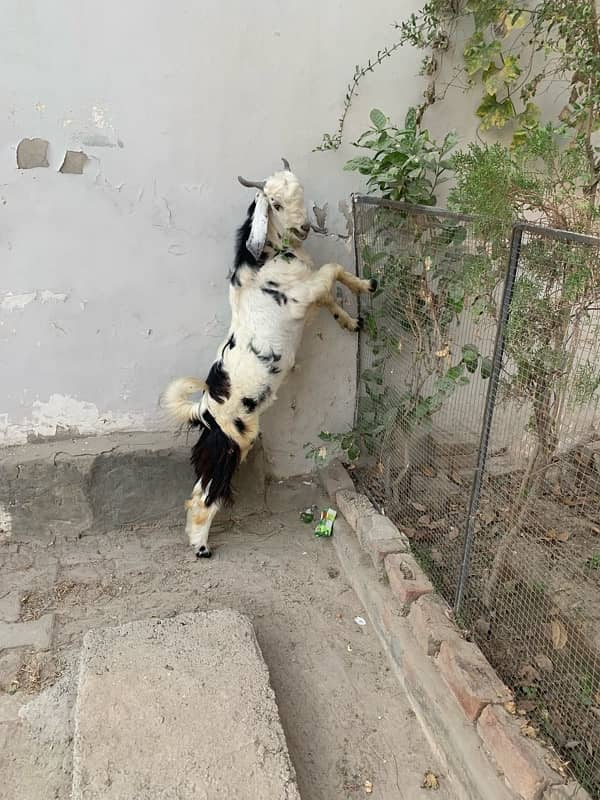 bakra +bakri 0