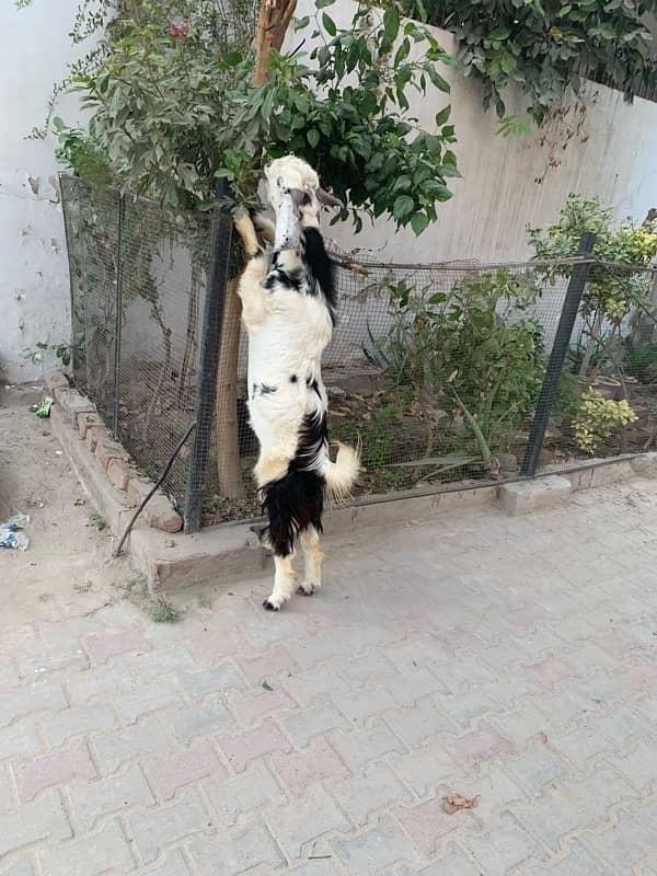 bakra +bakri 1