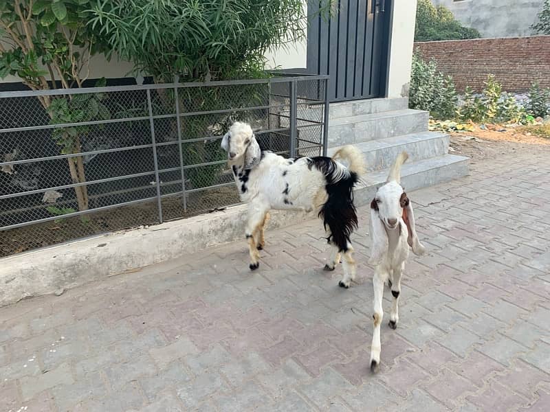 bakra +bakri 2