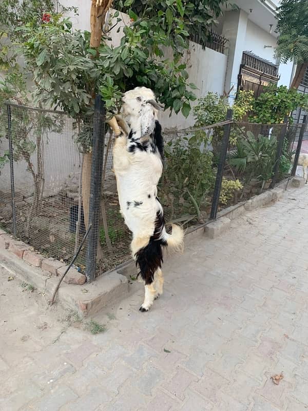 bakra +bakri 3