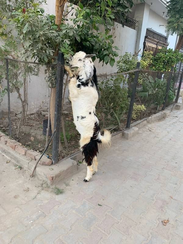 bakra +bakri 4