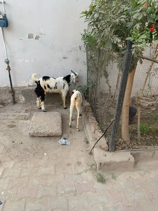 bakra +bakri 6