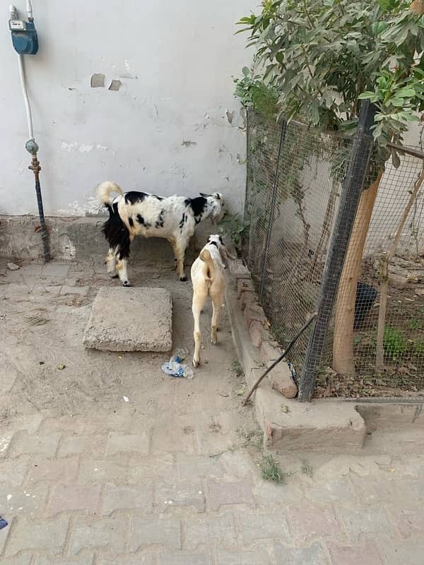 bakra +bakri 7