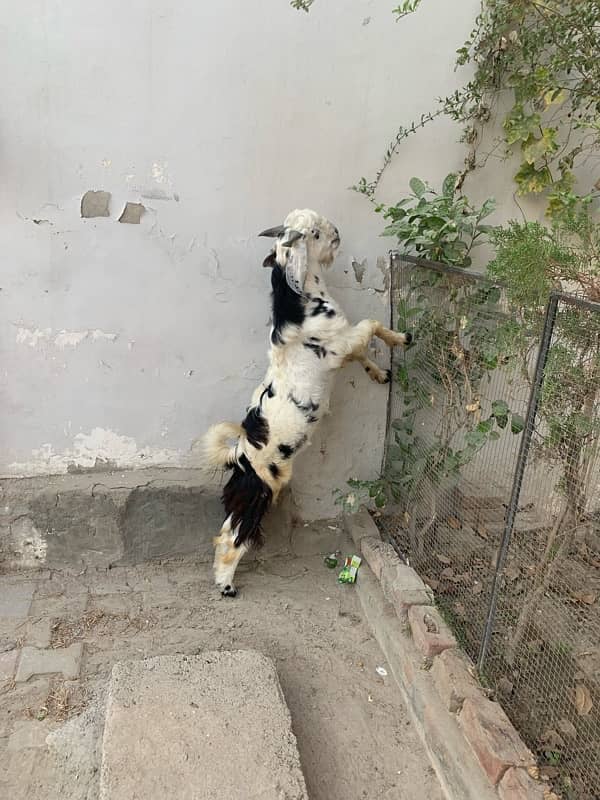 bakra +bakri 8