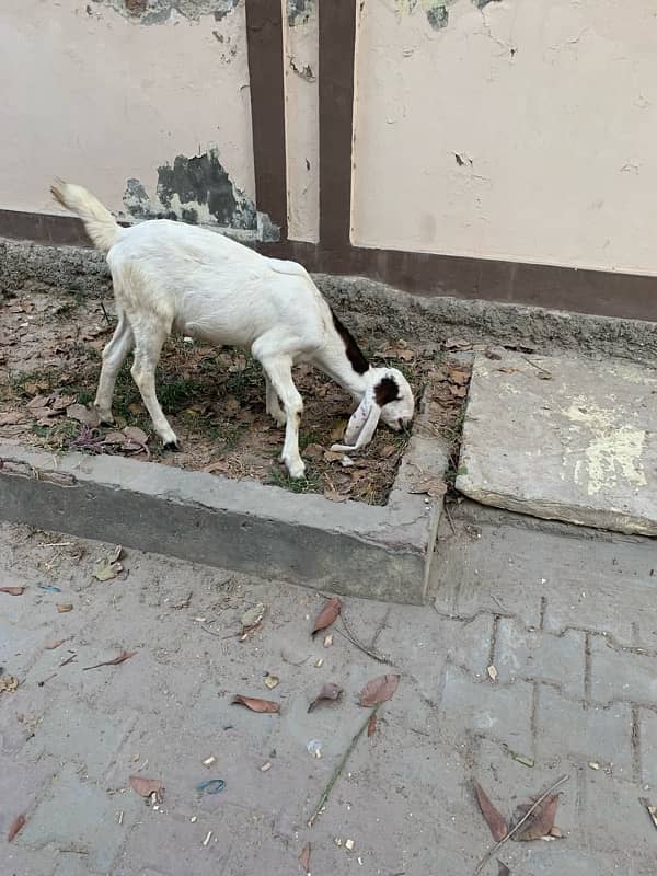 bakra +bakri 9