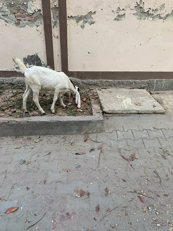 bakra +bakri 10