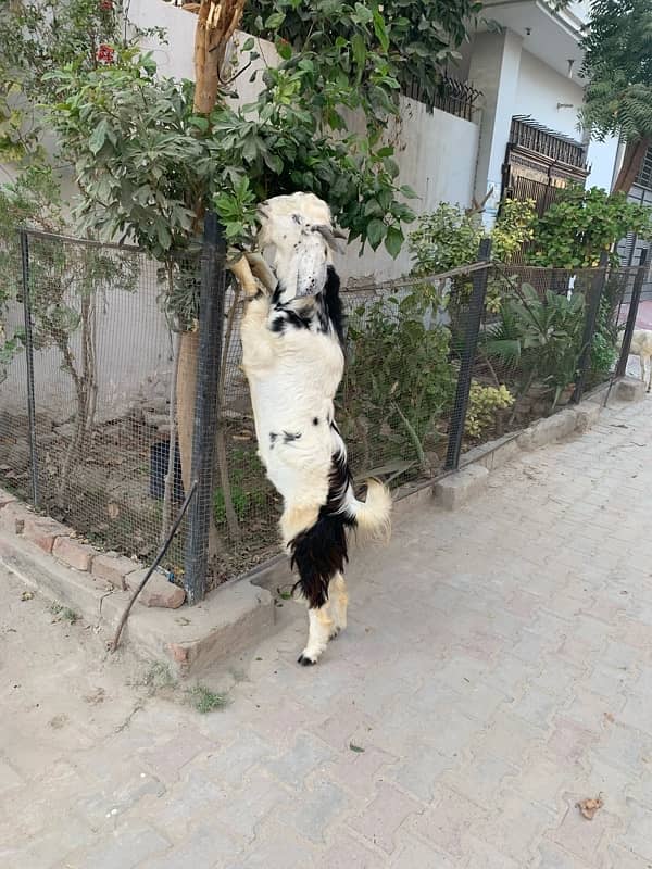 bakra +bakri 11