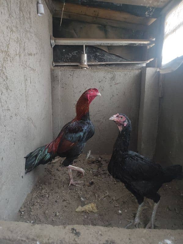 veitnam imported breeding pair 0