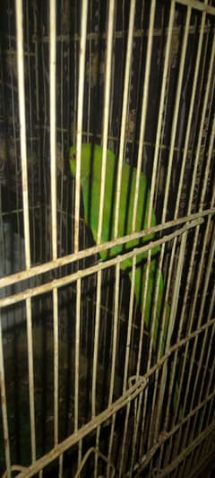 raw parrot active