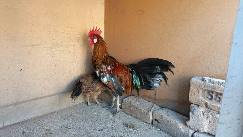 red phoenix hen pair 0