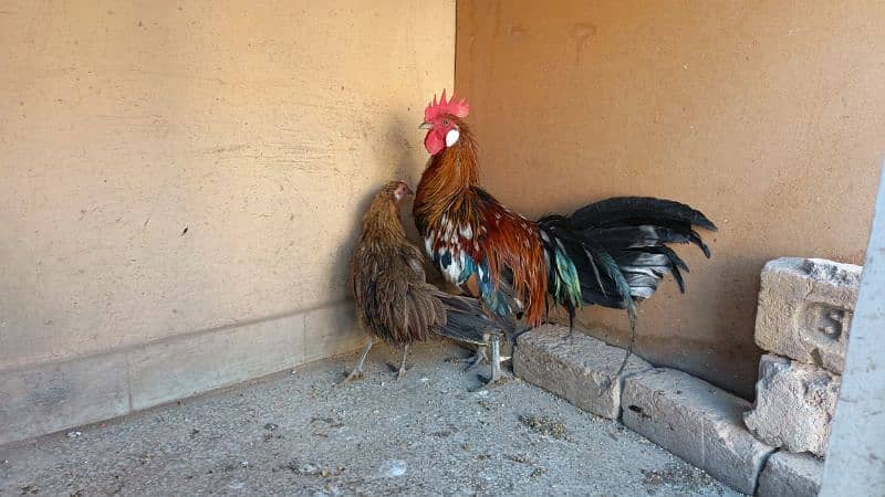 red phoenix hen pair 1