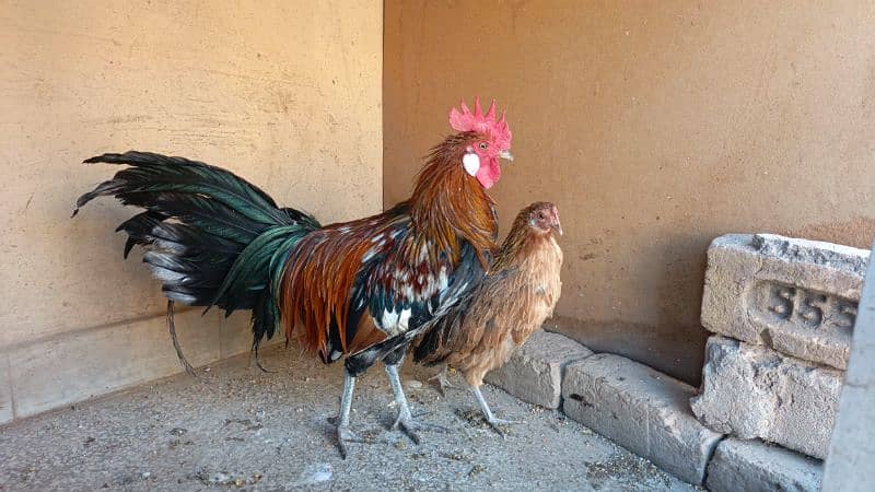 red phoenix hen pair 2