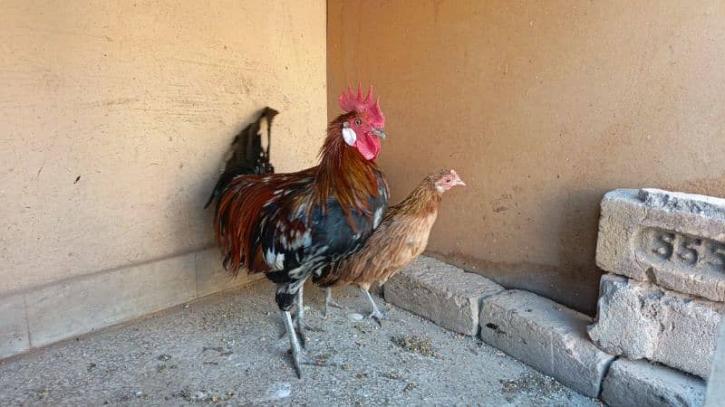 red phoenix hen pair 3