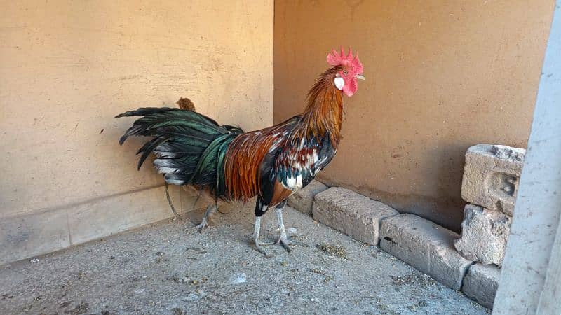 red phoenix hen pair 4