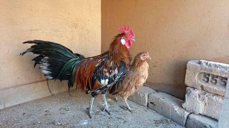 red phoenix hen pair 5