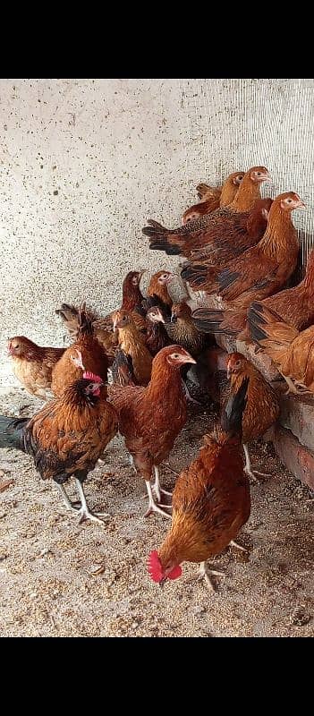 golden misri hens /desi chiks /desi chuzy /murgian /Hen /Desi Eggs 0