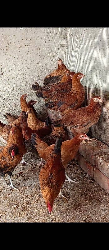 golden misri hens /desi chiks /desi chuzy /murgian /Hen /Desi Eggs 1