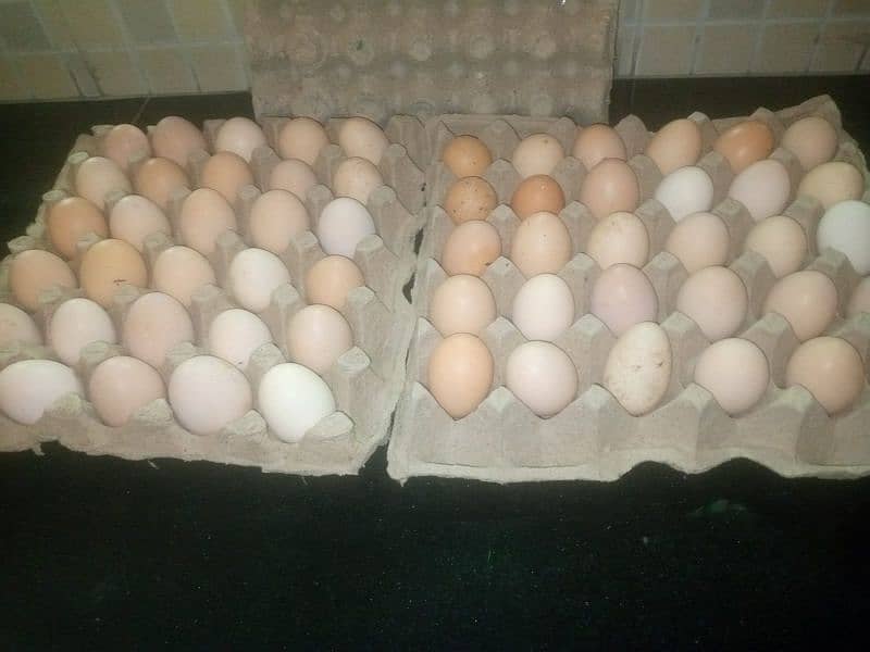 golden misri hens /desi chiks /desi chuzy /murgian /Hen /Desi Eggs 3