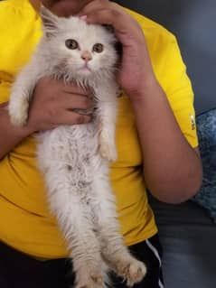 female Persian cat on heat 03310009836