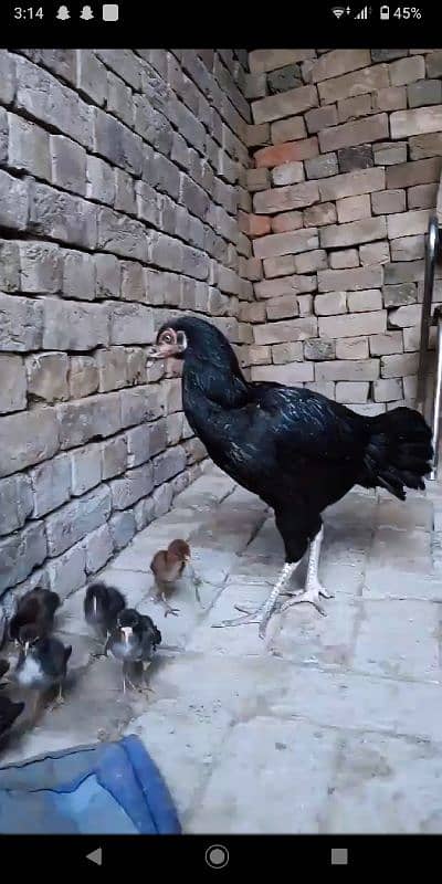 Aseel hen with 6 chiks 0