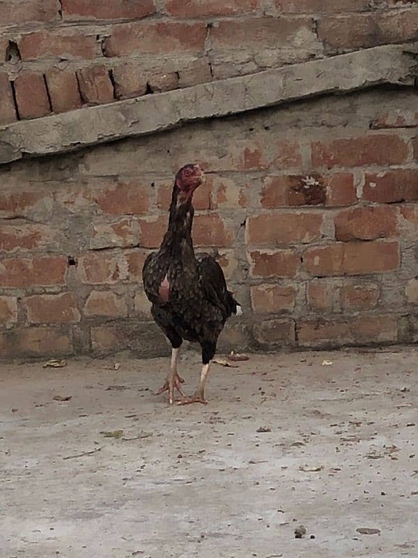 Pure mianwali hen 0