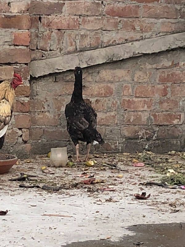 Pure mianwali hen 1