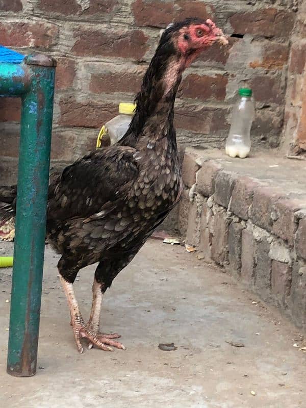 Pure mianwali hen 2