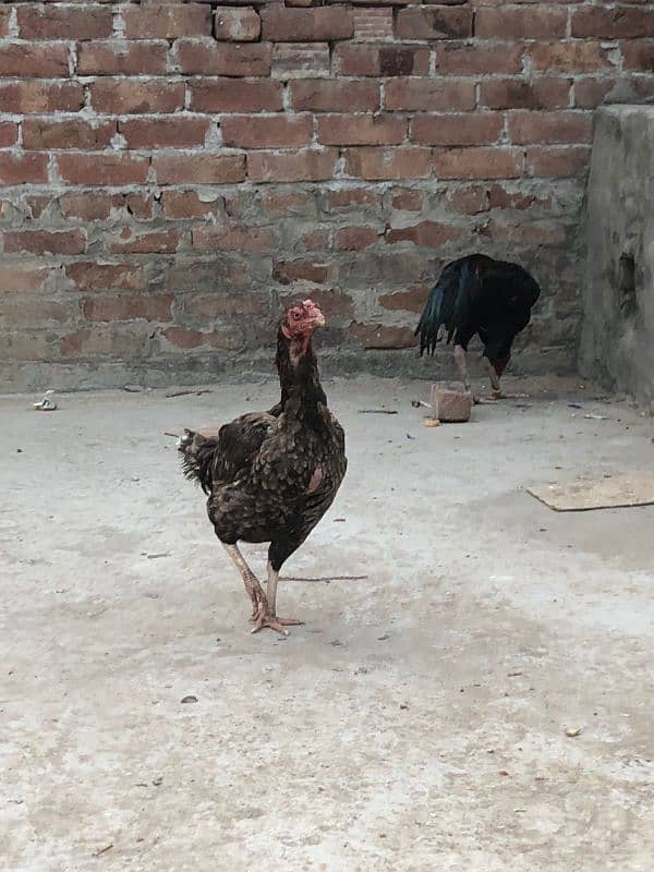 Pure mianwali hen 3