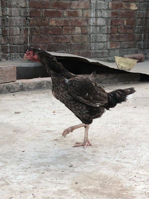 Pure mianwali hen 5