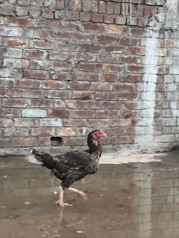 Pure mianwali hen 6